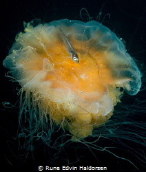 Lions mane jellyfish with whitting by Rune Edvin Haldorsen 